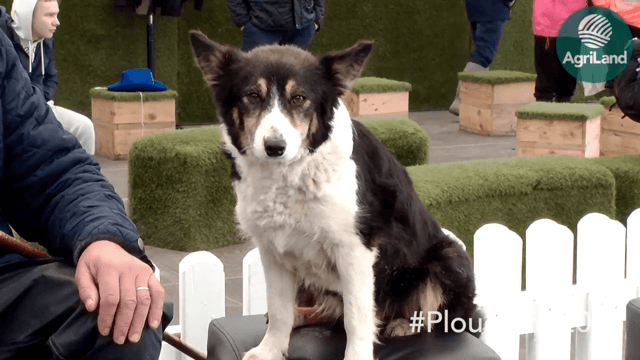 Man's best friend: 'You can't sit down and talk to your quad at night'