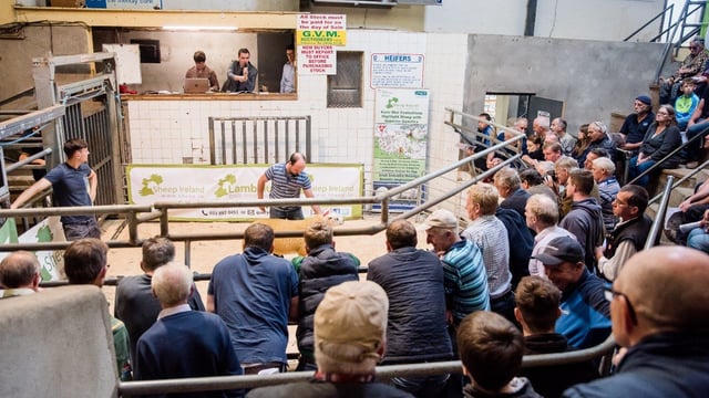 Rams hit €1,220 at Sheep Ireland €uroStar Multi-Breed Ram Sale