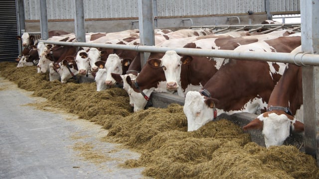 Modern-day Montbeliarde: Building this herd from the ground up