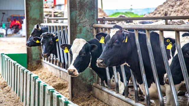 Controlling feed cost on winter milk farms