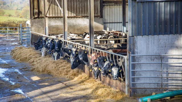 ICSA: 'Farmers feel abandoned at the moment'