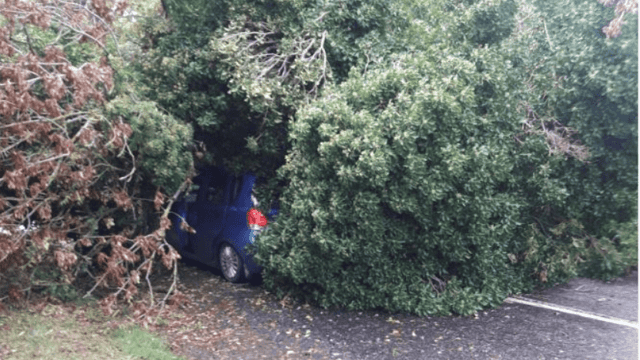 Tree lands on car in Offaly as Storm Ali strikes