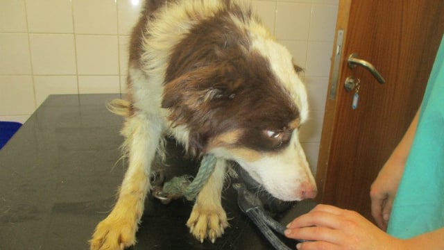 Farmer charged with neglect of 40 dogs convicted