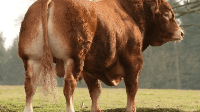 Cattle breeding: Why did that bull's figures fall?