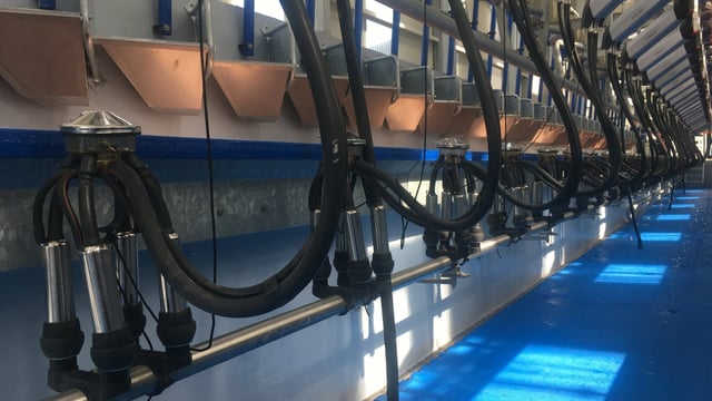 'Halved the milking time': New parlour lives up to billing in Gurteen