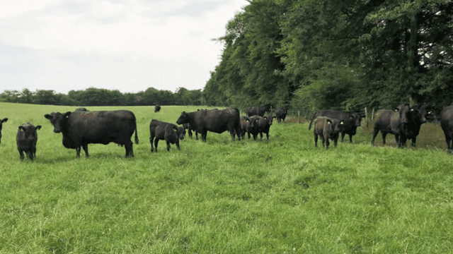 Finalists receive their Angus calves for schools competition