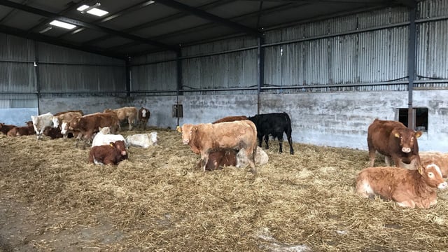 What prices will 2018-born weanlings need to make to ensure profit at slaughter?