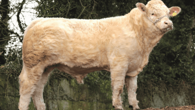 New panel of €5/straw Gene Ireland bulls formed