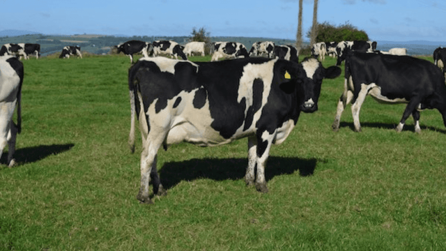 Pics: Fermoy Mart gearing up for 2 'complete' dairy clearance sales
