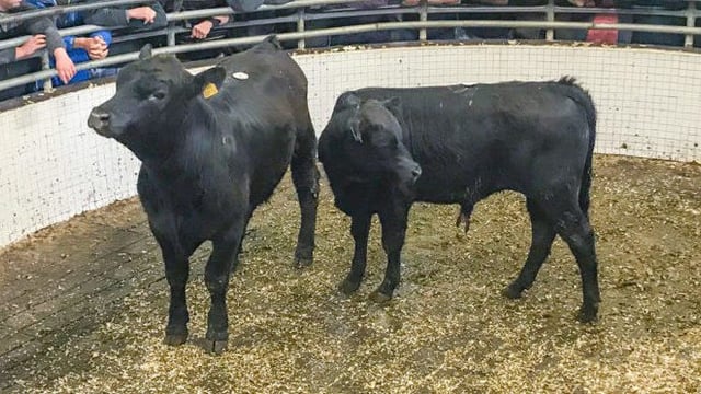 Friesian, Hereford and Angus bulls wanted for export