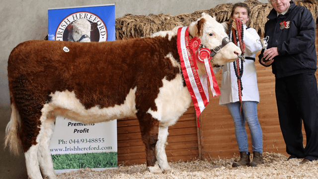 Pics and prices: Hereford Premier Autumn Sale