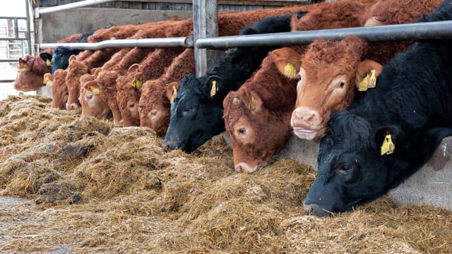 Bord Bia testing marketing potential for Irish beef in Europe