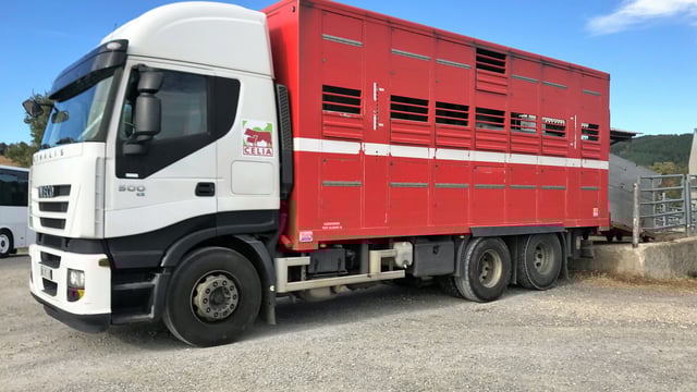 Beef focus: Exporting over 1 million live cattle in France