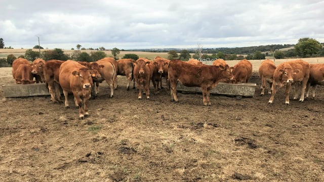 Beef focus: Managing a 200-cow Limousin herd under drought conditions in France