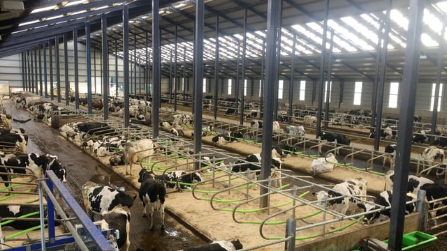 Dairy focus: Why one 700-cow farm decided to go down the robotic milking route
