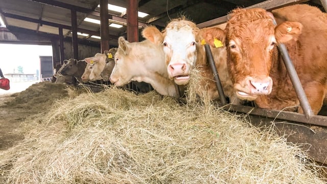Suckler enterprises: What will my monthly feed costs amount to this winter?