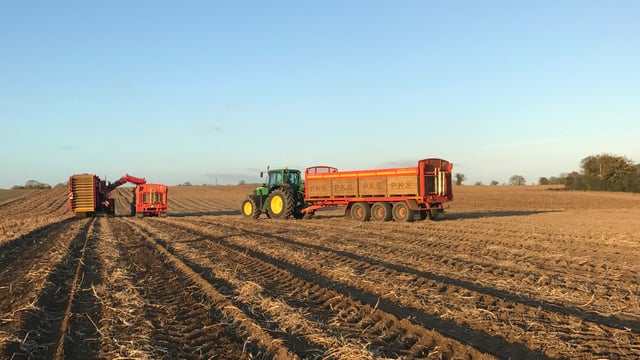 Tillage focus: Potato harvest in full swing