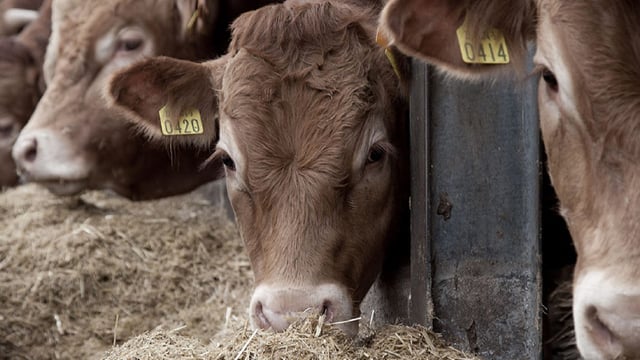 Kepak commits to global framework for regenerative agriculture