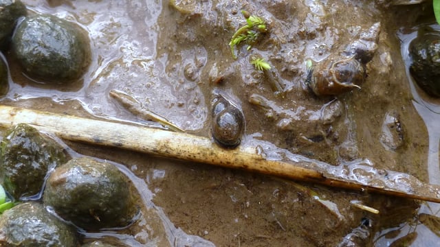 Researchers warned not to let dry summer cause Liver Fluke complacency