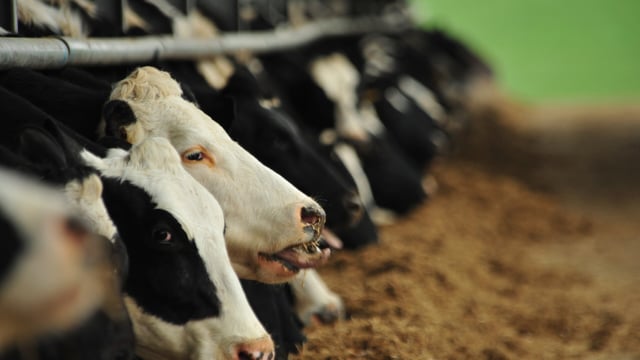 Huge scope to improve the longevity of the national dairy herd