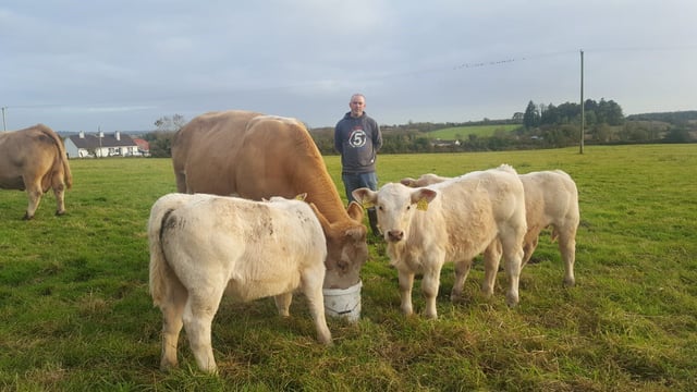 3:00am triplets: Rossie farmer recounts Charolais surprise
