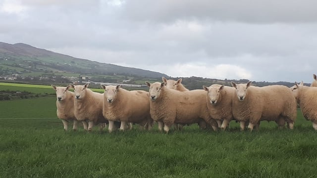 Donegal breeders gearing up for Wicklow Cheviot show and sale
