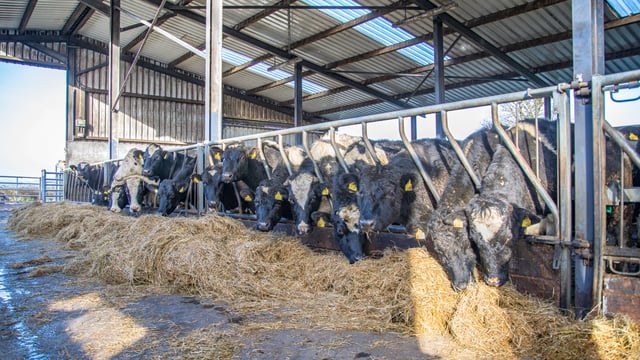 Gap emerging between Irish and EU cattle prices - ICMSA