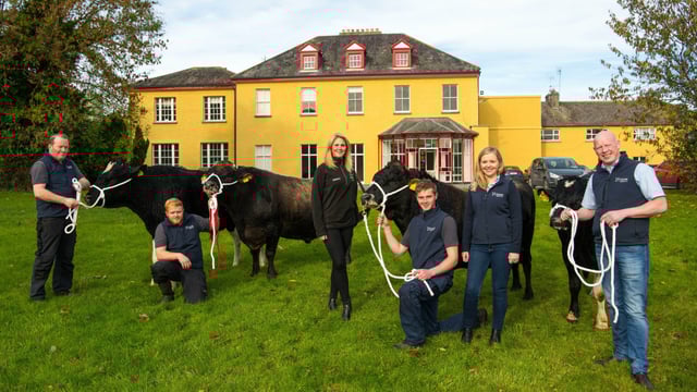 4 Irish bulls to participate in African nation's breeding programme