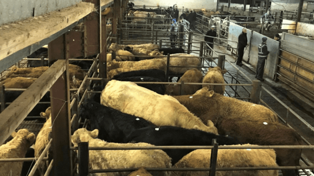 Mart trade: Trade dips for plainer cattle in some marts