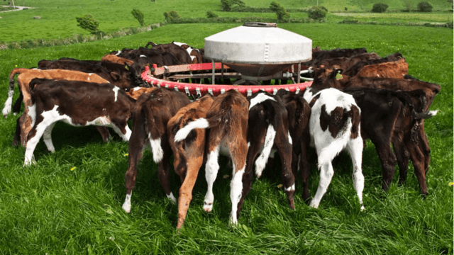Contract heifer rearing: Here's the pros and cons from a farmer's perspective
