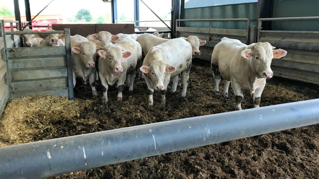 Breeding, finishing, slaughter and live export; an insight into the French beef industry