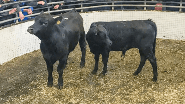 Kilkenny Mart: Exporters in the market for Angus, Hereford and Friesian weanling bulls