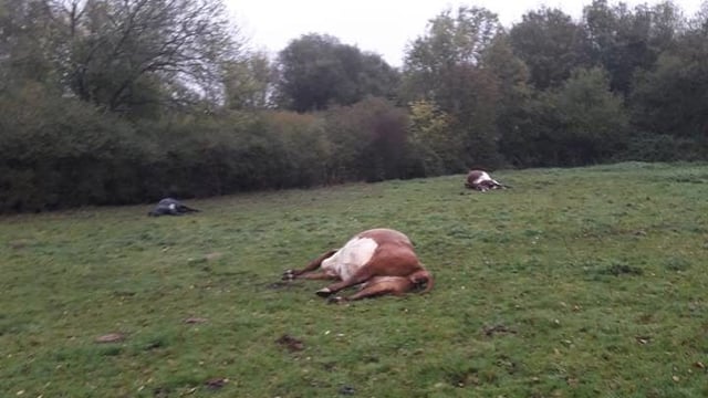 9 cattle die after eating yew tree trimmings dumped in field