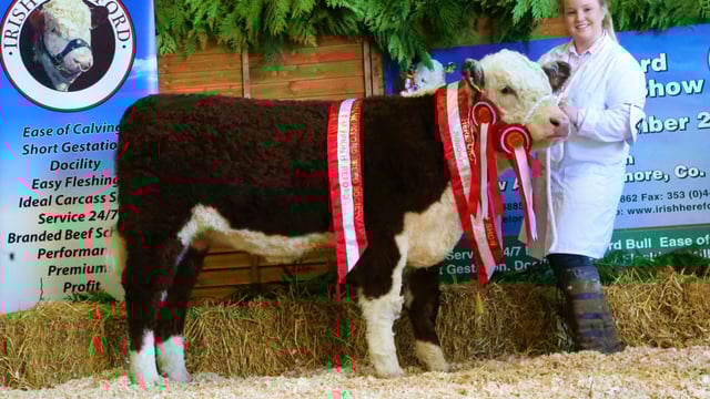 Hereford calf show comes to Tullamore this Sunday