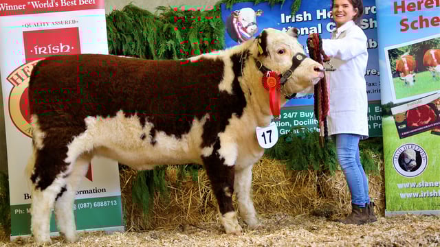Pics: Irish Hereford Calf Show sees over 100 animals compete