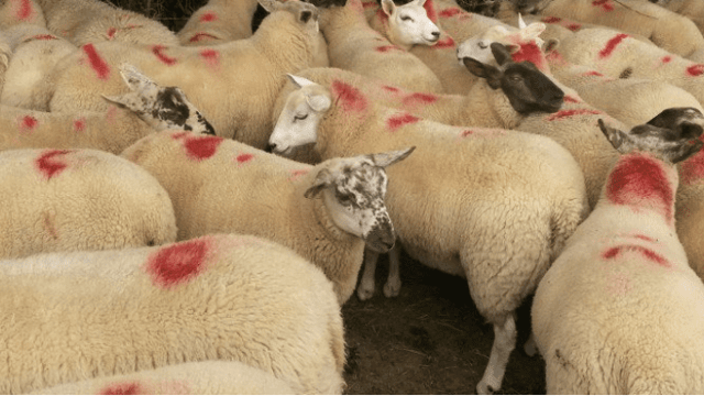 Finishing lambs on your farm? Here are some options