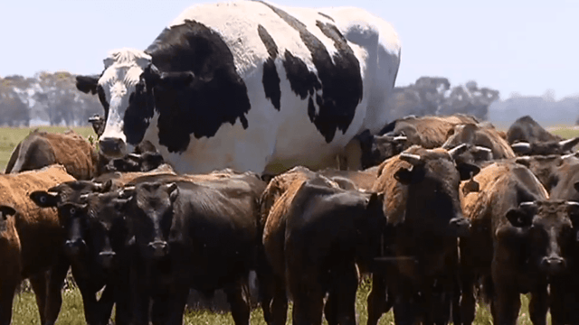 Farmer claims ownership of 'the biggest bullock on earth'