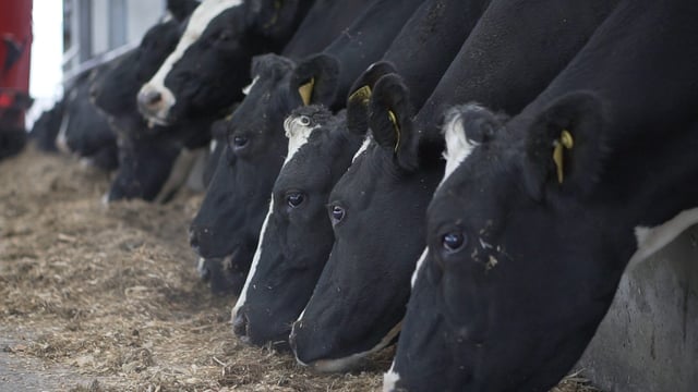 Know a tillage farmer? They could help build fodder reserves on your dairy farm