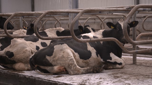 Preventing heifer mastitis this housed period