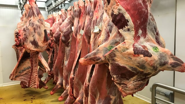 Beef trade: Prime quotes steady, but cows under pressure