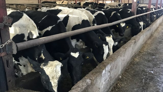 What minerals are required by the dairy cow during the dry period?