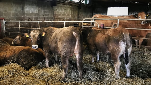 Housing: What is the biggest factor that affects cattle cleanliness?
