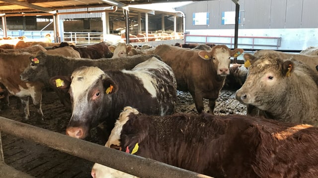 Massive difference per head continues between Irish and UK cattle prices