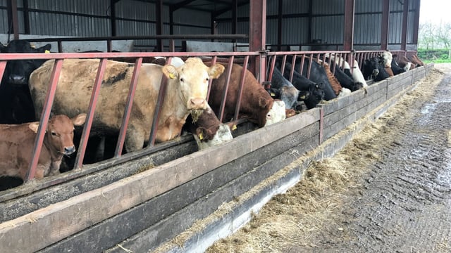 How was the reproductive performance of the suckler herd in 2018?