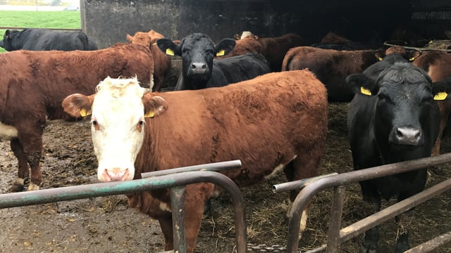 How do I manage and feed the 'future of my herd' over the winter?