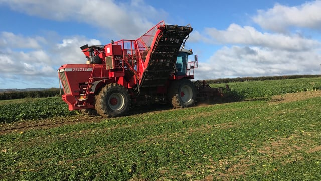 Tillage focus: Pulling beet with a self-propelled harvester in Co. Laois