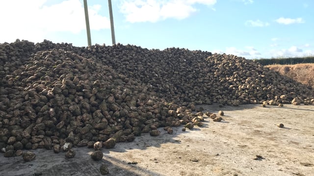 Fodder beet trade: Strong yields yet to reap rewards in growers' pockets