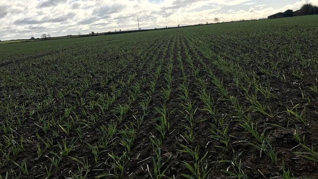 Early herbicide application for best control on winter cereals