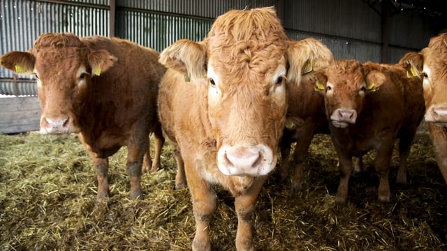 FARM SMART: Juggling a full-time job and a purebred Limousin herd in Co. Laois