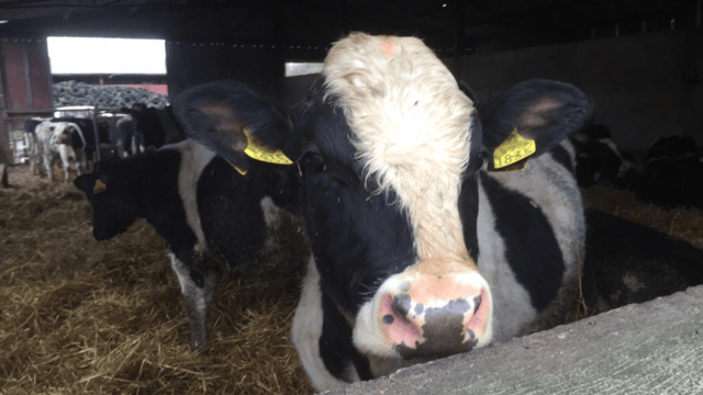 Visa secured for Libyan cattle buyer - Healy-Rae